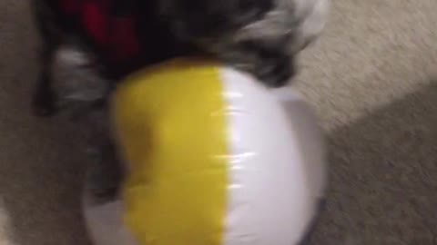 Dog loves beach balls!