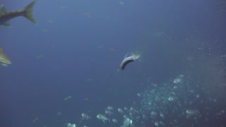 Barracuda bites fish in half