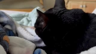 Adopting a Cat from a Shelter Vlog - Cute Precious Piper Loves Being a Kitten