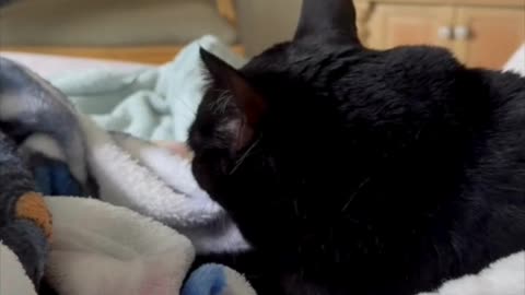 Adopting a Cat from a Shelter Vlog - Cute Precious Piper Loves Being a Kitten