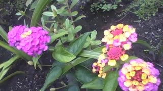 Lantana amarela e roxa são filmadas num pequeno jardim, flores lindas! [Nature & Animals]