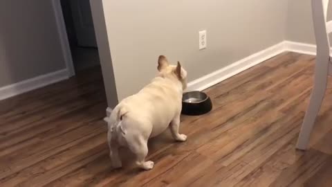 Angry French Bulldog on Diet Throws Tantrums for Not Getting Food