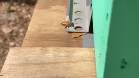 Slo Mo Bees