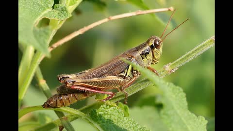 Grasshopper sound effects copyright free