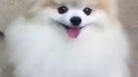 Funny Dog Video 🐕🐕