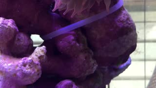 Bubble Tip Anemone and a trio of Clownfish