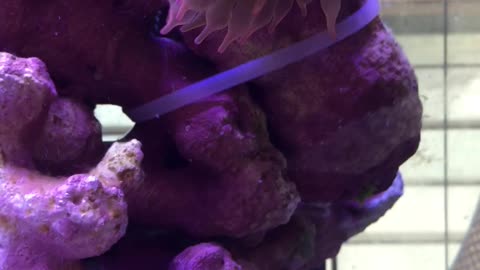 Bubble Tip Anemone and a trio of Clownfish