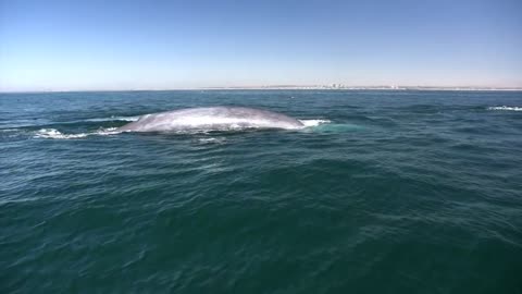 Blue Whale close encounter Newport Harbor California