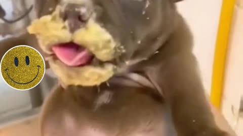 Dog baby eating funny clip #shorts #viral