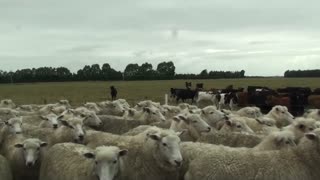 Sheep blocking road in New Zealand.