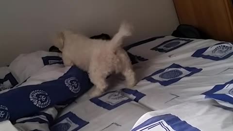 Small white dog runs around blue sheets on bed