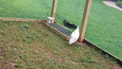 Cat guarding the hen house