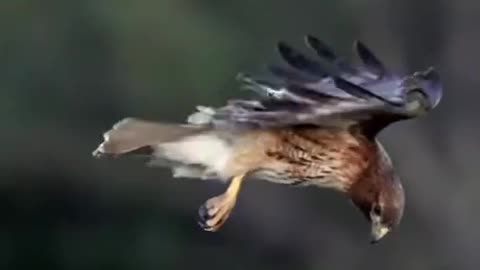 Bird stability in the wind