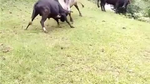 Bull fight