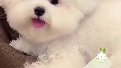 #cutedog