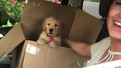 Golden Retriever Puppy Learns How To Howl