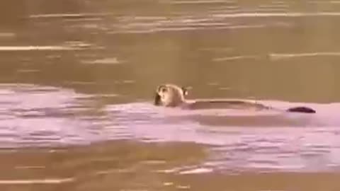 puma swimming in the Iguaçu River