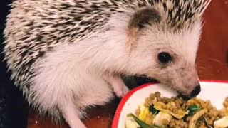 Fen Hedgehog sitting on the house Table for special plate full of Christmas Food