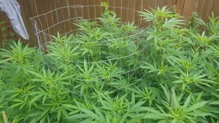 Why Cannabis Plants Prematurely Flower After Transplanting Outside From Inside & How To Prevent It