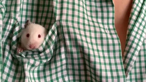 Cute Little Mouse In Shirt Pocket