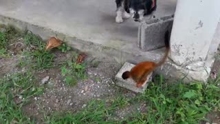 Squirrel Monkey exploring