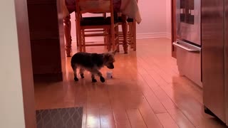 Cutest little dog walks with booties for first time