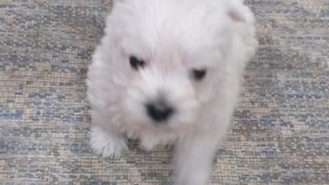 5 week old Westie babies