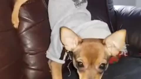 Strange dog eats bone treat while doing handstand