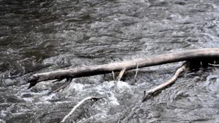 Tree limb in river