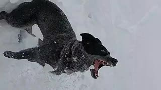 Ouch! Crazy Pup Gets Thumped in the Nose by Dirt Hiding In Snowball