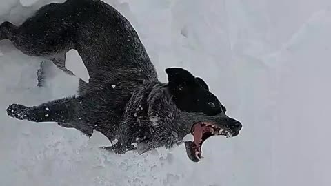 Ouch! Crazy Pup Gets Thumped in the Nose by Dirt Hiding In Snowball