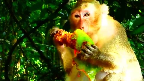 OMG!! Mom Monkey Bertha And Adorable Baby Monkey Biden Eat A Big Mango- Monkey Animals 022