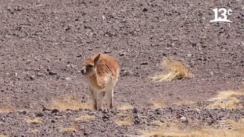 ruta5 vicuñas campofauna