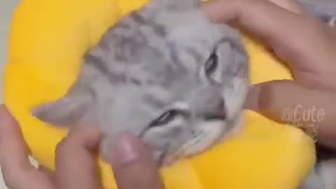 Cute cat video 📸😛😜 animal