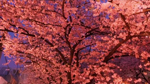 "Cherry blossoms and you are going through a romance"