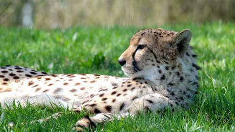 Cheetah Lying on the Grass