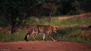 4k Captivating Wildlife Encounters: A Journey Through Nature's Wonders