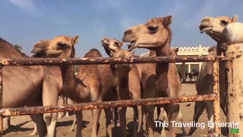 Camels Eating & Walking at the Bahrain Camel Farm (Full Video)