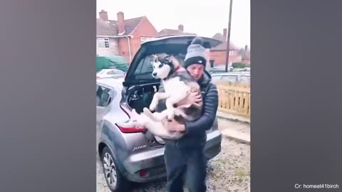 funny husky reactions