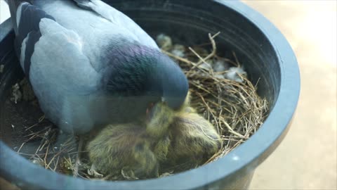 Mother Pigeon Feeding Her Baby