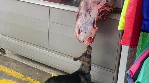 Dog Steals A Bite Of Butchered Meat