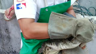Crocodile Munches A Little Chunk Out Of A Croc Farm Worker's Leg *Mildly Graphic*