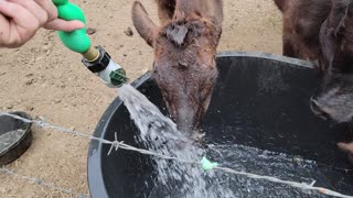 Cows drinking from the hose