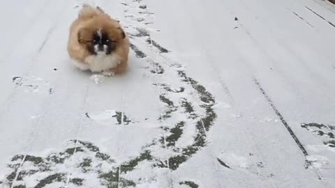 Cute pekingese is walikng on snow and have a lot of fun