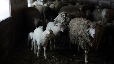 Herd of sheep. Dity lambs and sheep in a stable. Sheep in barn