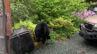 Bear Tries to Break in to Bear Proof Trash Can