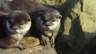 otter loses its pebble