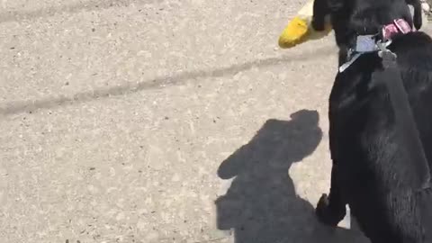 Perra lleva a su juguete favorito de paseo