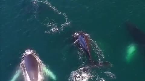 Amazing Whales Swimming In The Ocean