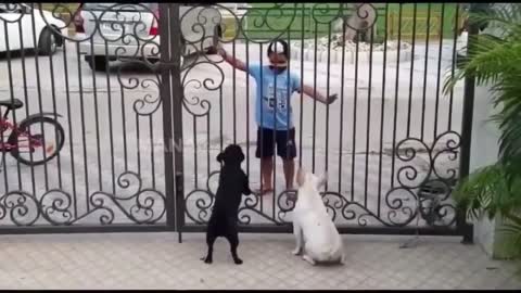 Punjabi Kid Funny Dance In Front Of Dogs